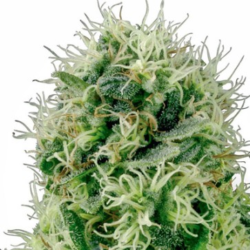 Насіння конопель Power Plant Feminised